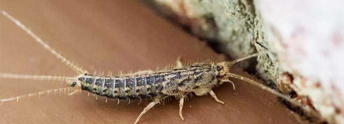 Professional Silverfish Pest Control in Melbourne