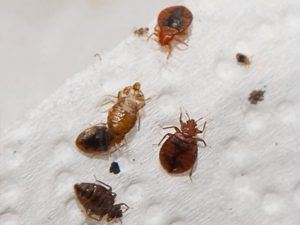 Beetles Pest Control
