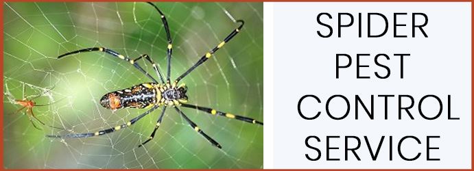 Spider Pest Control Service 