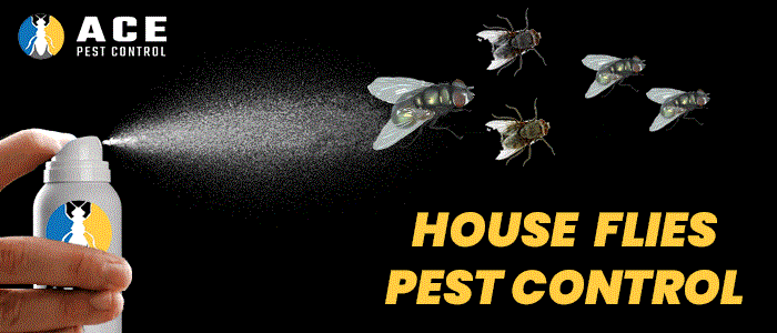 House Flies Pest Control