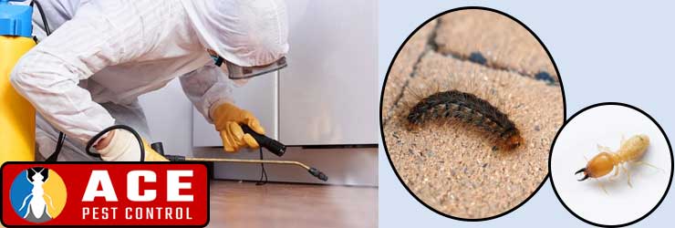 Domestic Pest Control Ryde