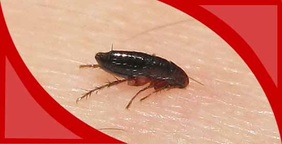 flea Control Yarraville