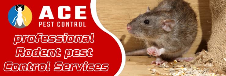 Rodent Pest Control Service