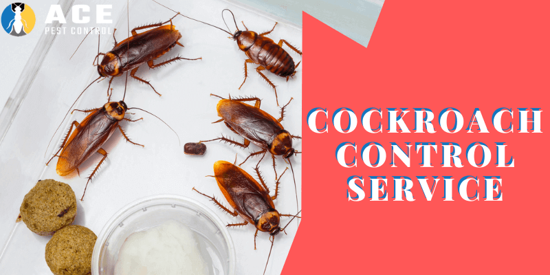 ace cockroach control service