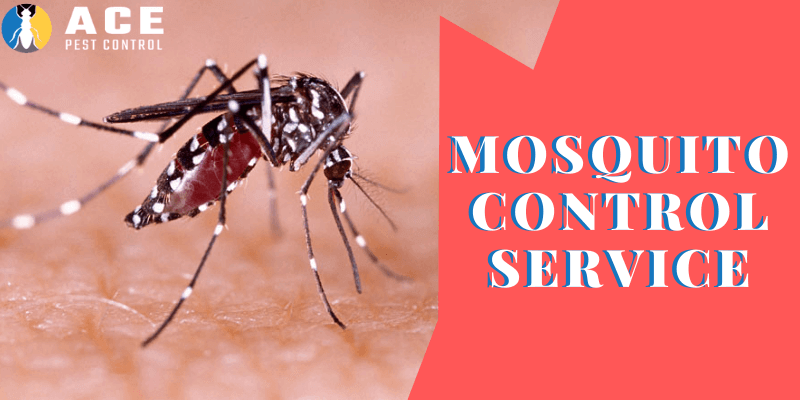 ace mosquito control service