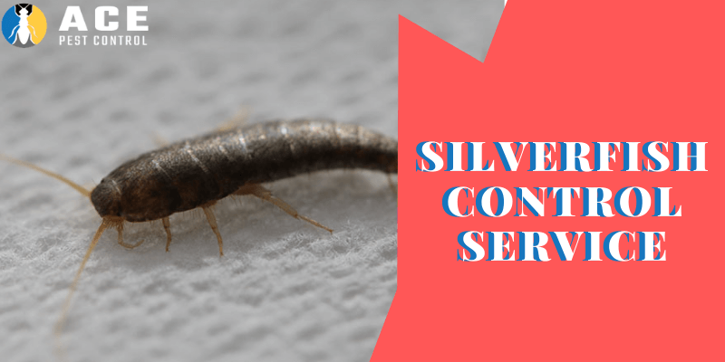 ace silverfish control service