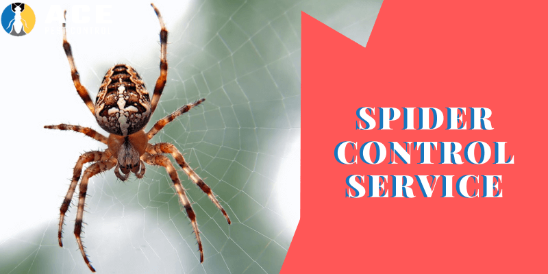 ace spider control service