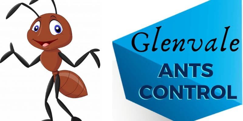 Ants control Glenvale