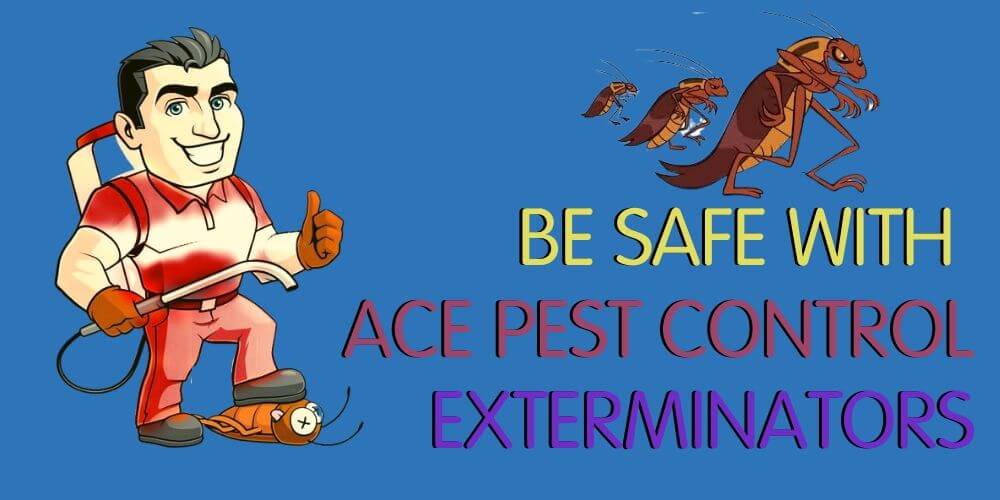 be safe with ace pest control