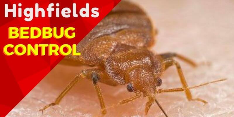 Bedbug Control Highfields