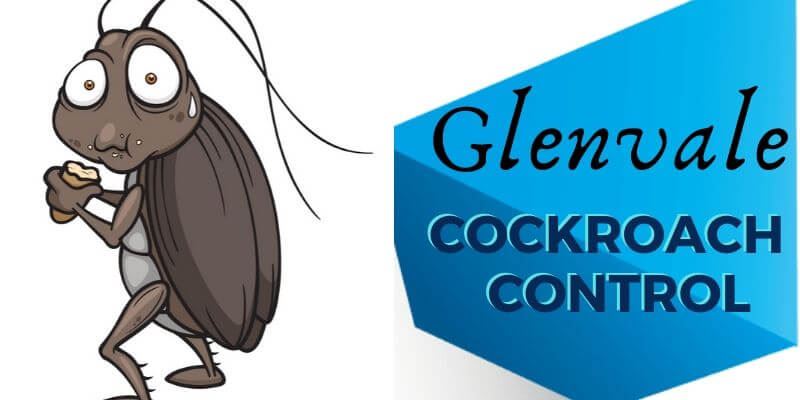 Cockroach control Glenvale