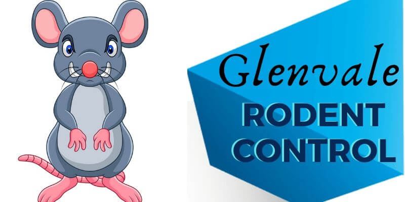Rodent control Glenvale