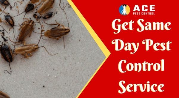 Same day pest control service