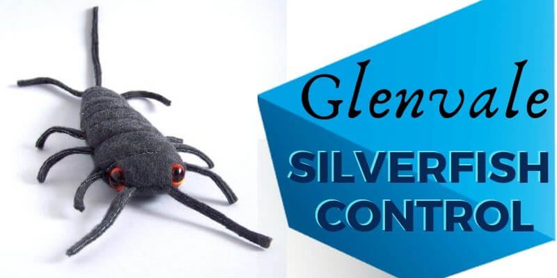 Silverfish control Glenvale