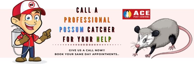 call professionals to get rid of possum