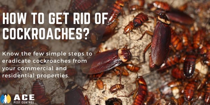 How to Get rid of cockroaches
