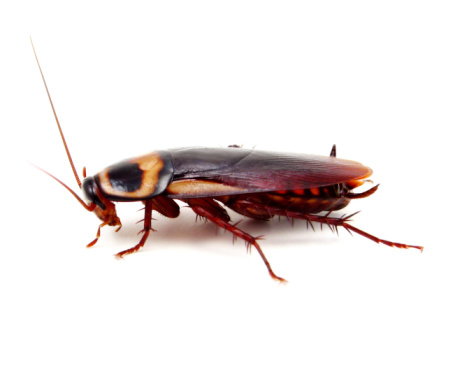 American Cockroach with white background