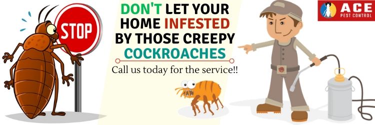 Professional Pest Control Service to get rid of cockroaches