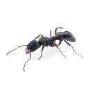 Greenhead Ants
