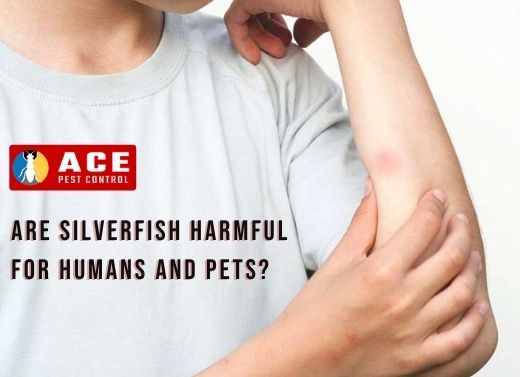 Harmful effects caused by silverfish