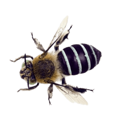 Australian Mortar Bee