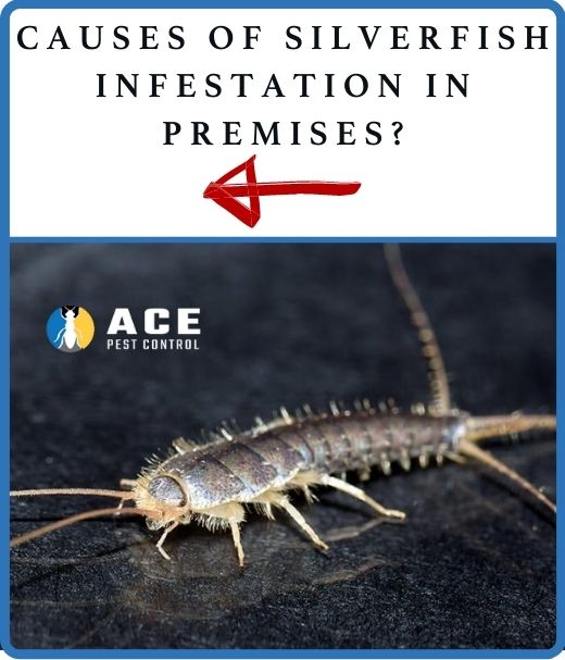causes of silverfish infestation