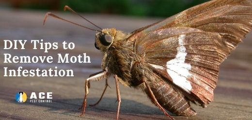 DIY Moth control services