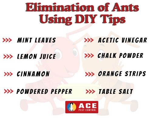 DIY Tips to control ants