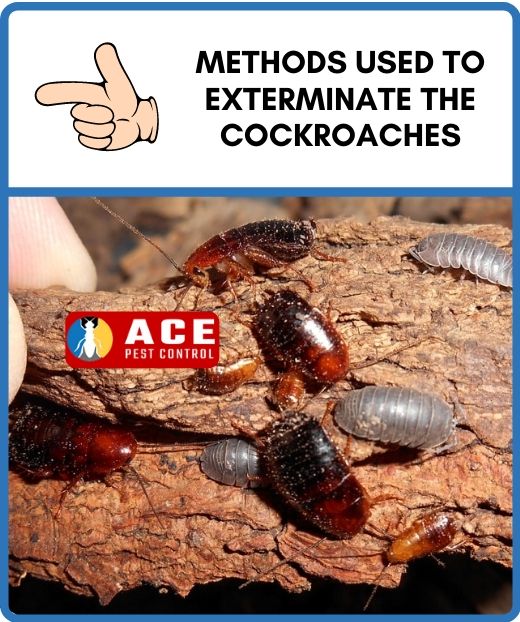 Methods used to remove cockroaches