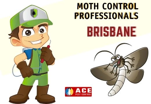 Moth control services Brisbane