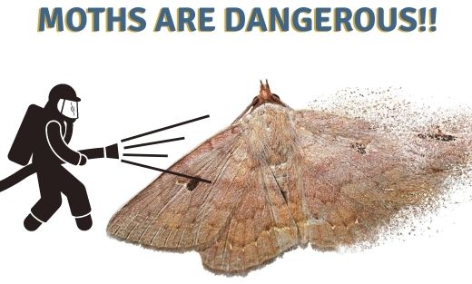 Harmful affects caused by moths