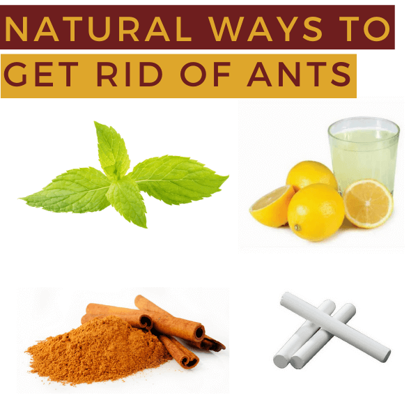 Natural Ways To Get Rid Of Ants