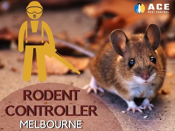 RODENT CONTROL MELBOURNE