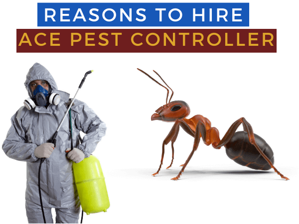 Reasons to Hire Ace Pest Controller