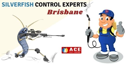 Affordable silverfish control services