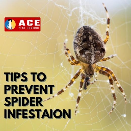 Tips to control spiders