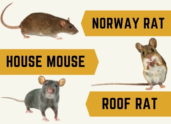 types of rodents