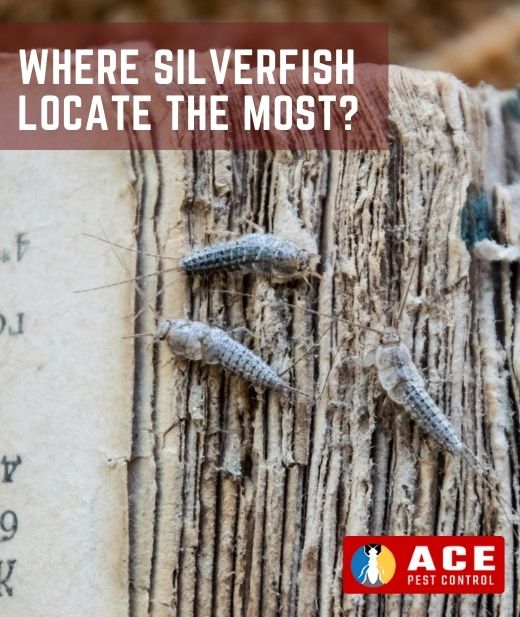 location of silverfish