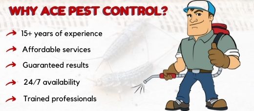 Professional pest control services