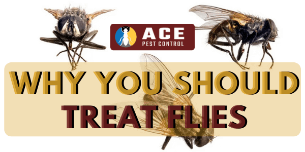 Why You Should Treat Flies