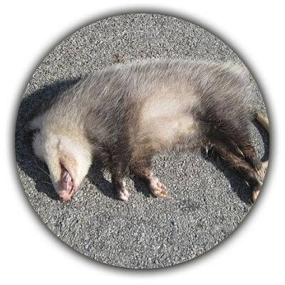 dead possum removal