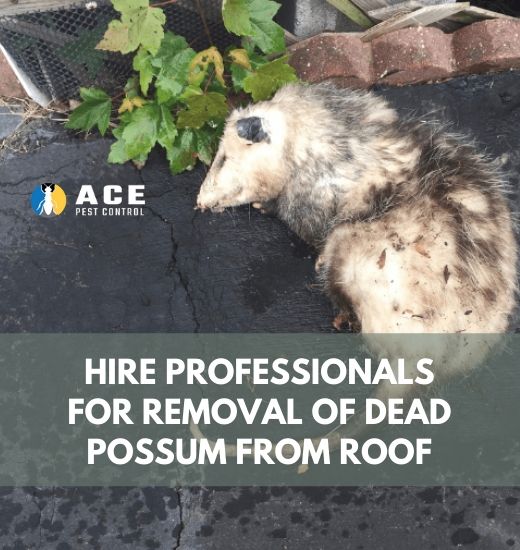 Dead possum removal from roof