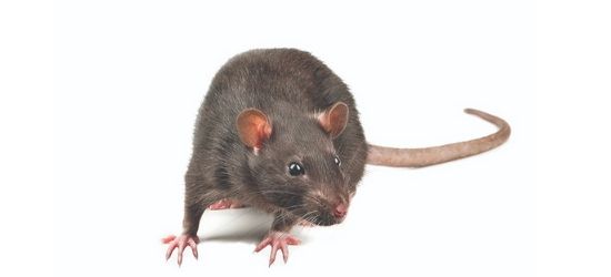 Rats control Brisbane
