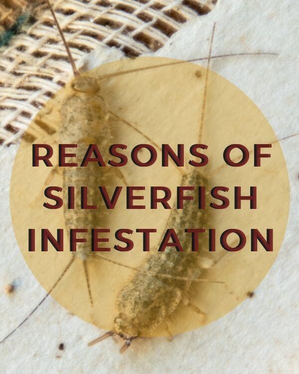 reasons of silverfish infestation