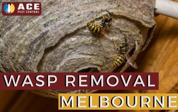 wASP rEMOVAL melbourne