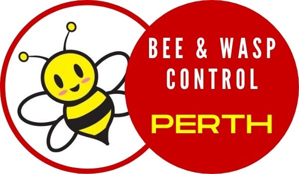 Bees and Wasps Control Perth