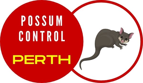 possum control Perth