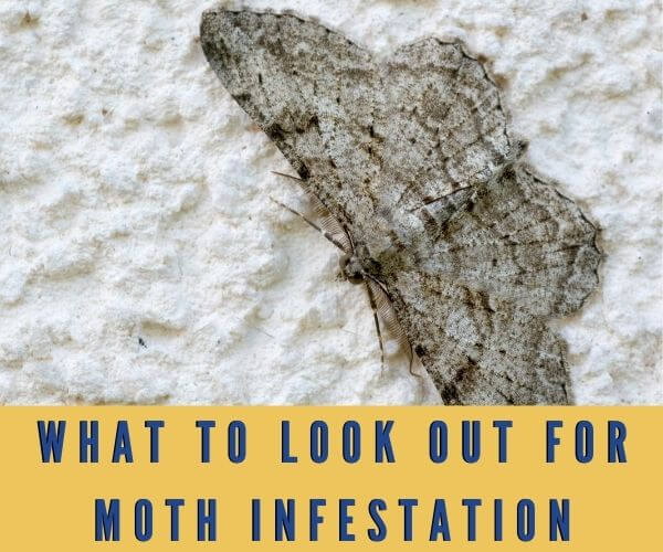 What to Look out for Moth Infestation