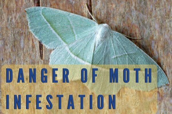 danger of moth infestation