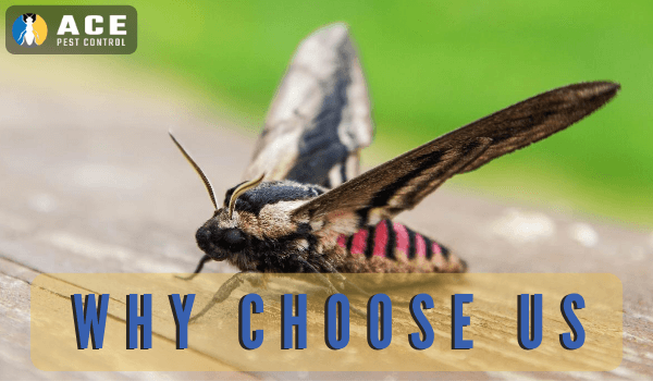 why choose Ace Moth Controo melbourne